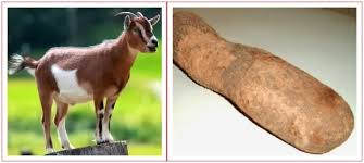 The Parable of Goat and Yam (Chapter 1).